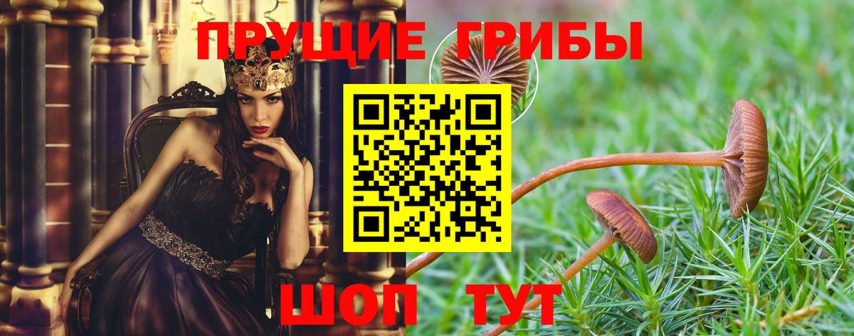 Галлюциногенные грибы Psilocybine cubensis Усть-Лабинск